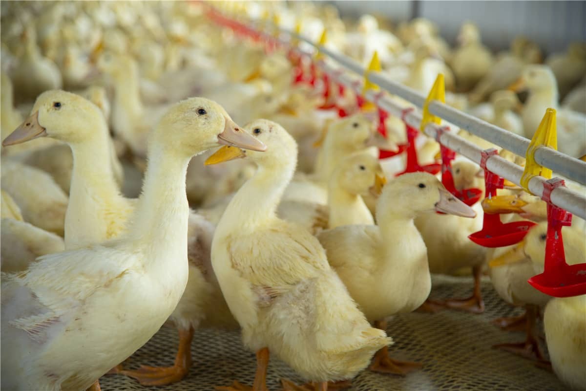 Optimiser l'élevage intelligent grâce à la technologie RFID