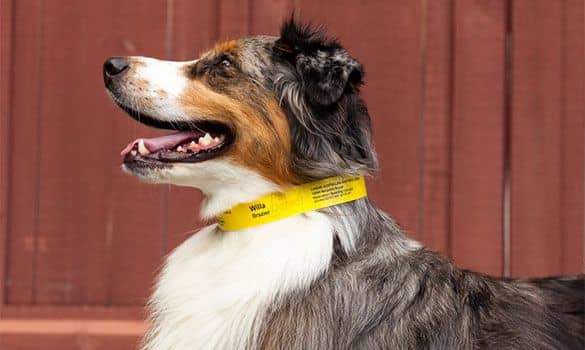 Gestion intelligente des animaux de compagnie : comment la RFID améliore l'identification et le suivi