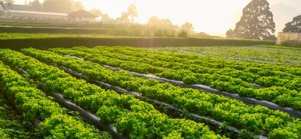 La RFID dans l'agriculture intelligente : des modules RFID UHF aux autocollants pour le suivi et la maintenance des machines